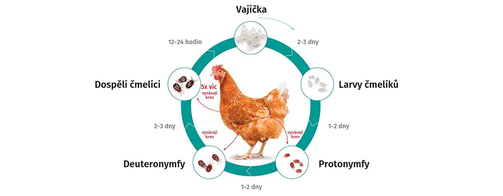 Životní koloběh čmelíci u slepic